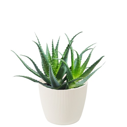 Blumentopf übertopf rund - blumentopf, –