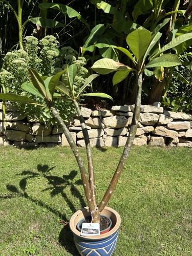 Plumeria frangipani 80cm - ,