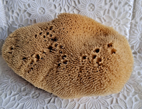 Großer naturschwamm 14x - großer,