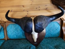 Trophäe Afrika, Kaffernbüffel, Deko, Geweih