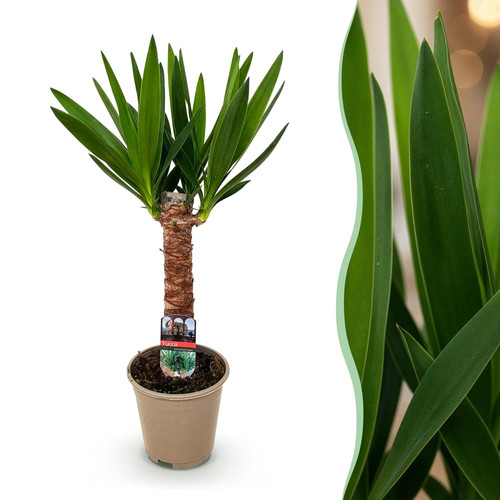 Yucca elephantipes - ,