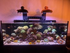 Meerwasseraquarium reef - meerwasseraquarium, d-d
