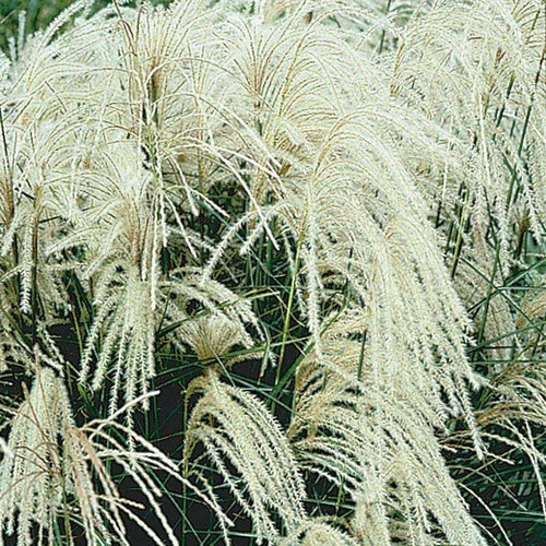 Miscanthus sinensis - , "