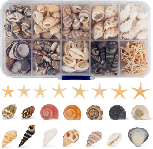 200 stück kleine muscheln - stück,