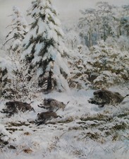 Sauen Wildschweine Wald