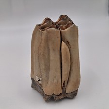 Alter versteinerter Backenzahn