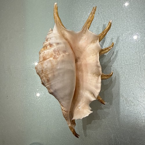 Spider conch muschel - muschel,