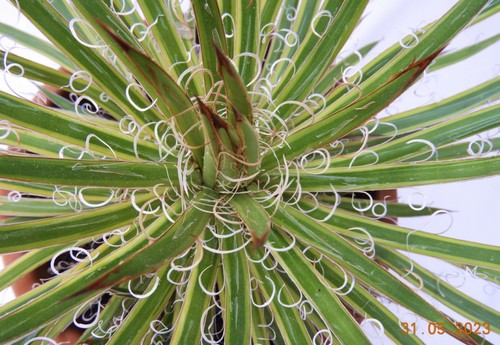 Ableger von agave leopoldii - agave,