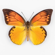 Hebomoia leucippe detanii - hebomoia, f.