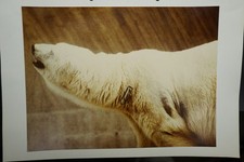 Foto portrait tierpark - portrait,