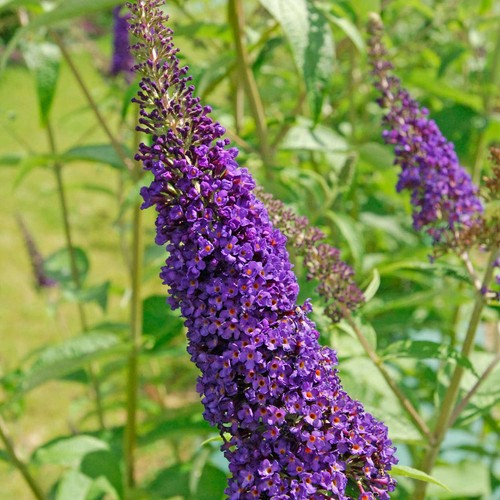 Sommerflieder