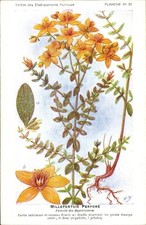 Künstler Ak Frank, H., Johanniskraut Perforat, Globuli Fumouze... - 4434232