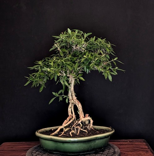 Bonsai junischnee serissa - bonsai,