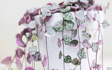Ceropegia woodi - 3,