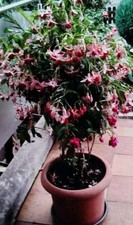 5 Fuchsien Stecklinge Unbewurzelt ca.10/15 cm. Rubuste Sorte Jetzt einpflanzen. 