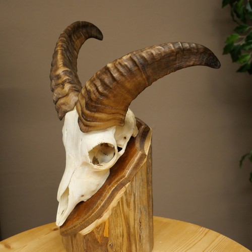 Mufflon - (ovis, musimon)