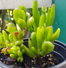 Crassula Geldbaum Löffelbaum
