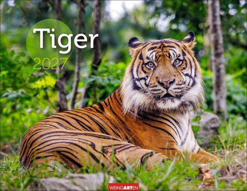 Tiger kalender 2027 die - kalender,