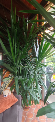 Große yucca palmen - 3,