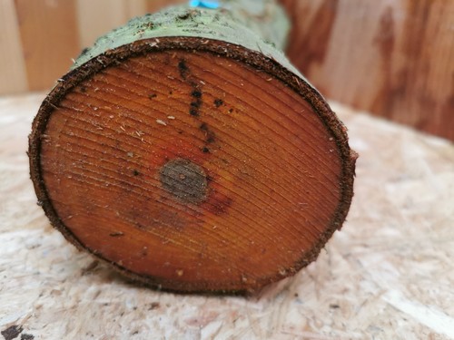 Pflaume drechselholz 5 - pflaume, 25×8,5