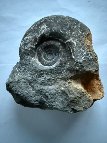 Ammonit schlotheimia depressa - schlotheimia,
