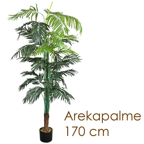 Palmenbaum palme arekapalme - palmenbaum,