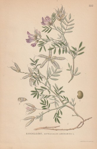 Sand tragant astragalus - sand-tragant, (astragalus