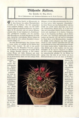 Prof max gürke - prof.dr.,