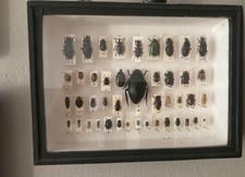 Taxidermy Käfer Insekt Präparat Lehrmodell