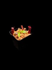 Nepenthes edwardsiana - nepenthes,