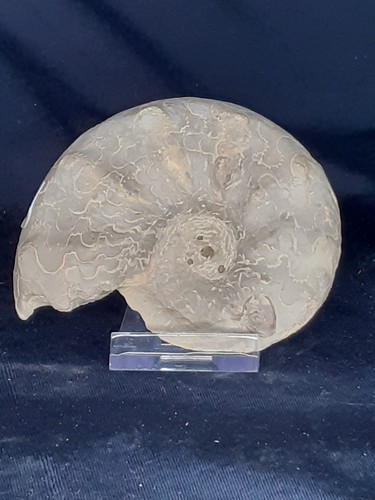 Ammonit ceratites - ammonit,