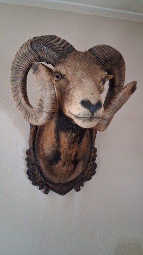 Mufflon widder kopf jagd - kopf,