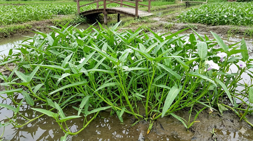 Wasserspinat kangkong ipomoea - wasserspinat,