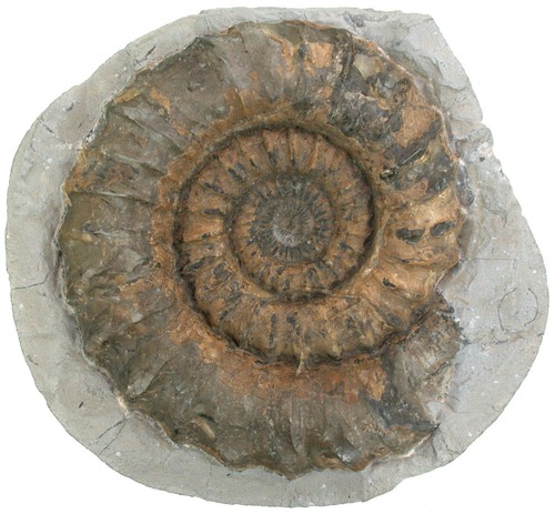 Lias oistoceras figulinum - oistoceras,