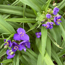Tradescantia andersoniana
