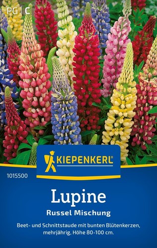 Lupine russel mischung beet - mischung,