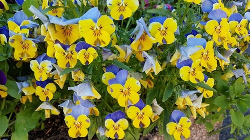 Hornveilchen viola cornuta - cornuta, *
