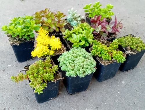 Pflanzen sedum mix - 10,