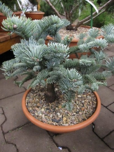 Abies procera glauca - procera,