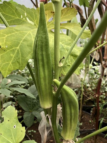 Okra kuhhorn aus - kuhhorn, louisiana