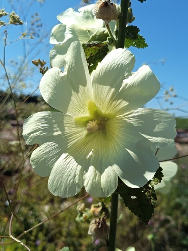 Russische stockrose alcea - stockrose,,