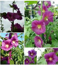  EXOT Stockrose - Bauernrose Alcea rosea Malve  " L I L A "  