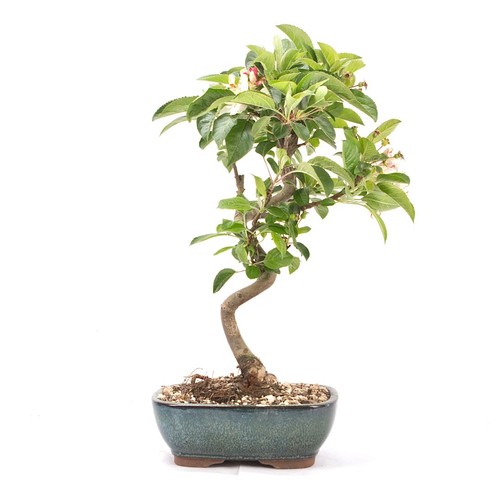 Bonsai zierapfel malus - bonsai,