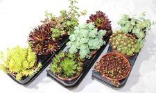 3er Mix Sedum Sempervivum Gartenpflanzen im 8,5cm Topf WINTERHART!!