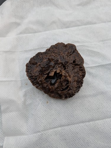 Versteinertes holz lauschied - versteinertes,