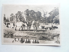 AK Viehweide an Röder Pferd Kaltblut Kühe 1965 horse München Haus der dt. Kunst