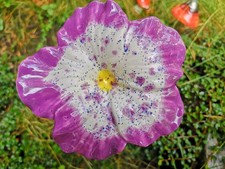 Blüte KERAMIK - Rosenkugel