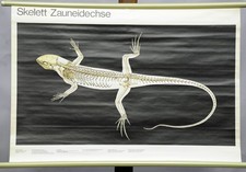 Lehrtafel Anatomie Skelett Zauneidechse Rollbild Schulwandkarte