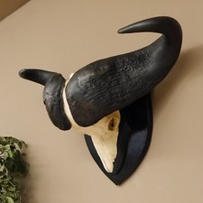 Kaffernbüffel Breite 93 cm