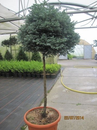 Chamaecyparis pisifera
